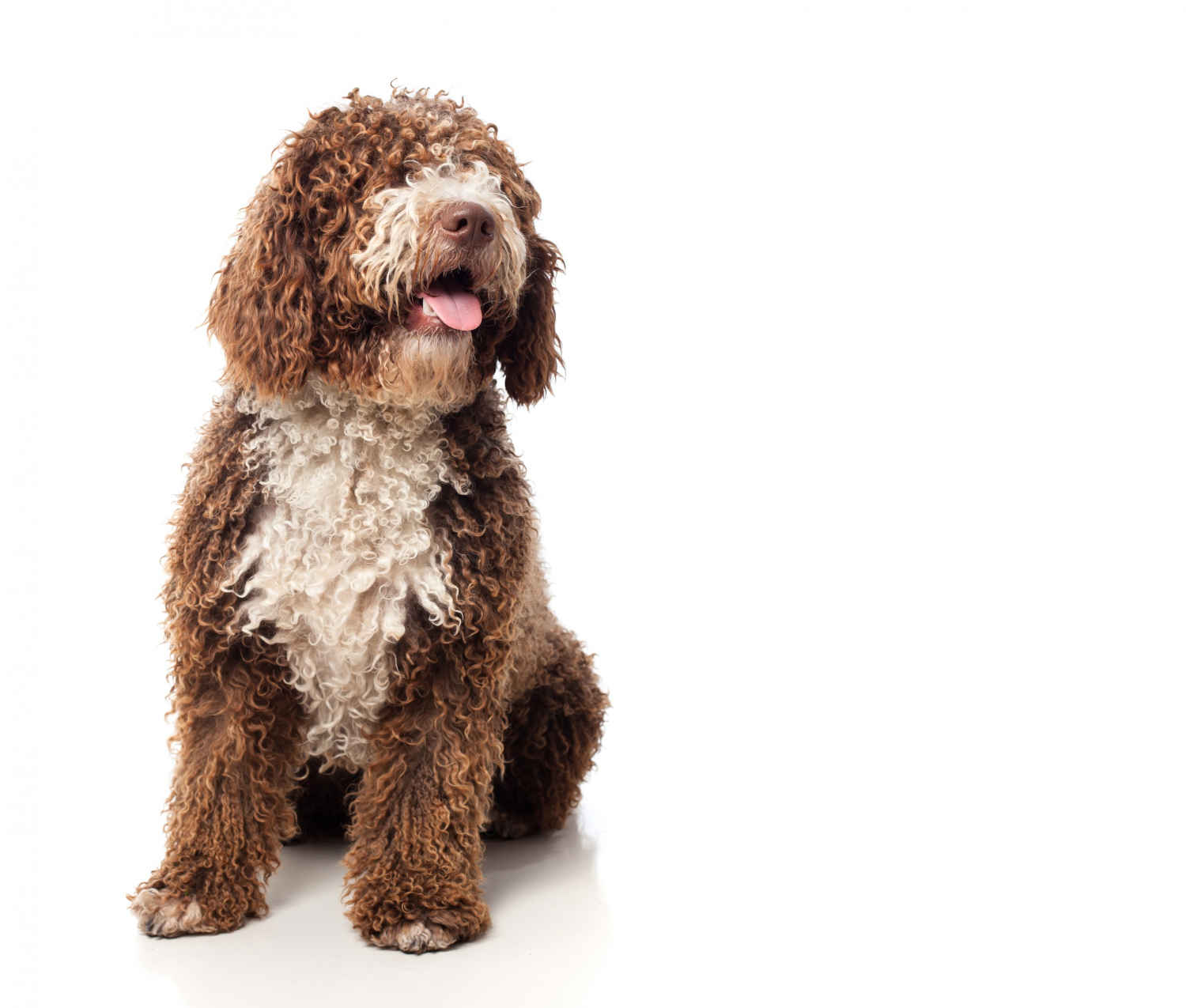 Goldendoodles and Small Animals: A Guide to Compatibility